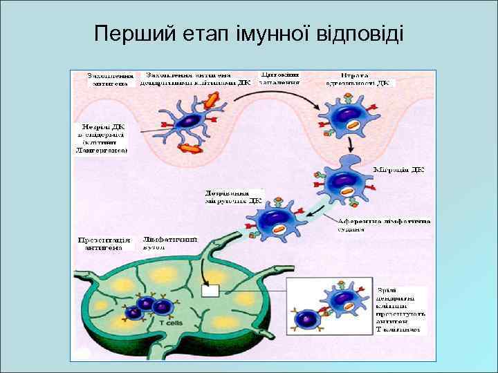 Перший етап імунної відповіді 