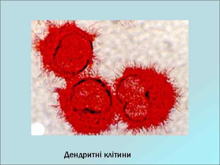 Дендритні клітини 