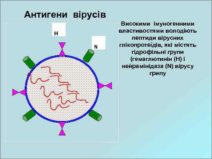 Антигени вірусів H N Високими імуногенними властивостями володіють пептиди вірусних глікопротеїдів, які містять гідрофільні