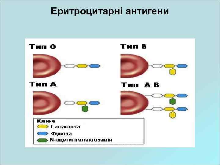 Еритроцитарні антигени 