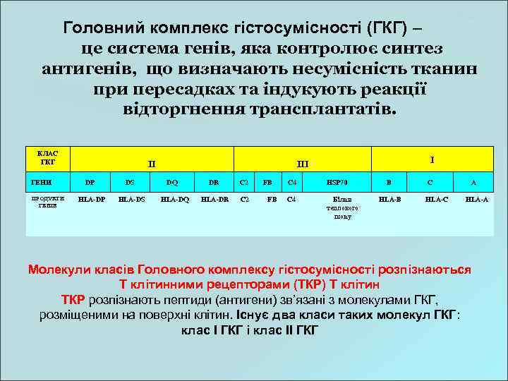 Головний комплекс гістосумісності (ГКГ) – це система генів, яка контролює синтез антигенів, що визначають