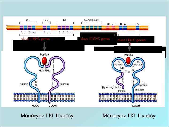 class II MHC genes Молекули ГКГ II класу class III MHC genes class I