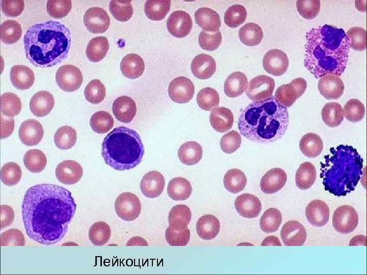 Лейкоцити 
