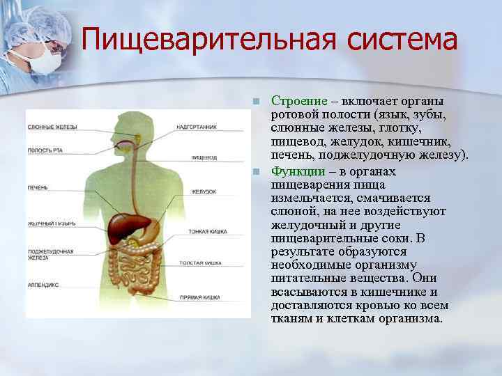 Пищеварительная система n n Строение – включает органы ротовой полости (язык, зубы, слюнные железы,