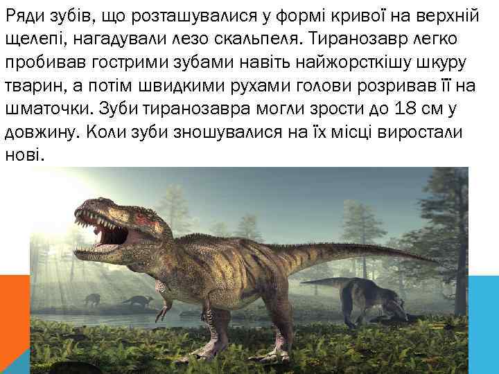 Ряди зубів, що розташувалися у формі кривої на верхній щелепі, нагадували лезо скальпеля. Тиранозавр