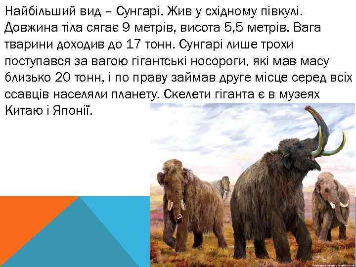 Найбільший вид – Сунгарі. Жив у східному півкулі. Довжина тіла сягає 9 метрів, висота