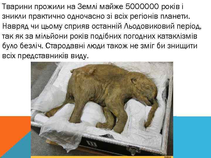 Тварини прожили на Землі майже 5000000 років і зникли практично одночасно зі всіх регіонів