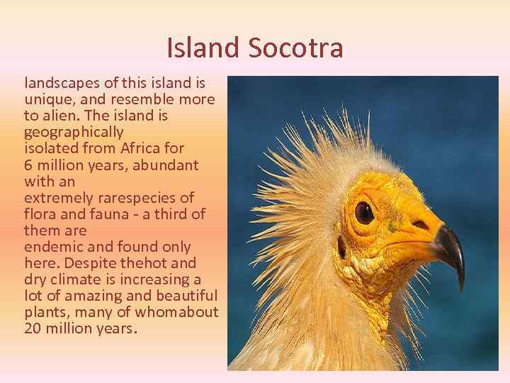 Island Socotra landscapes of this island is unique, and resemble more to alien. The