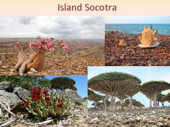 Island Socotra 