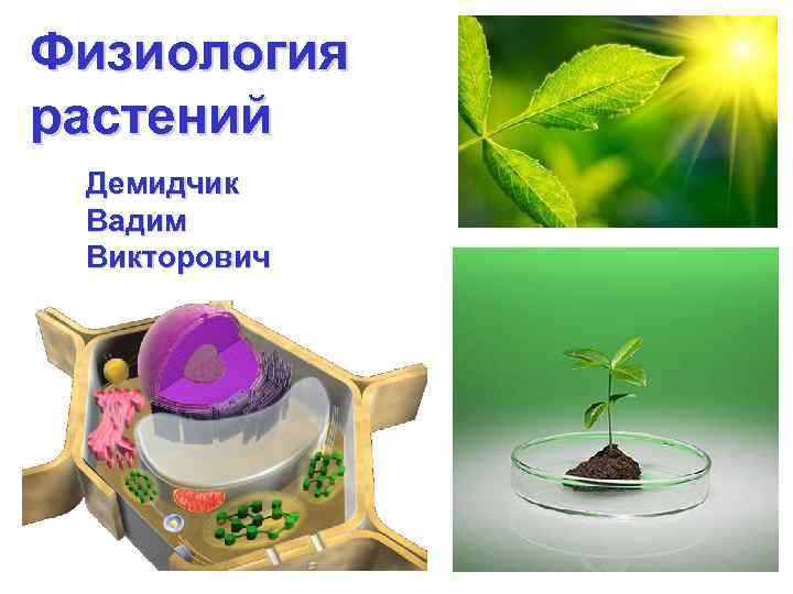 Физиология растений Демидчик Вадим Викторович 
