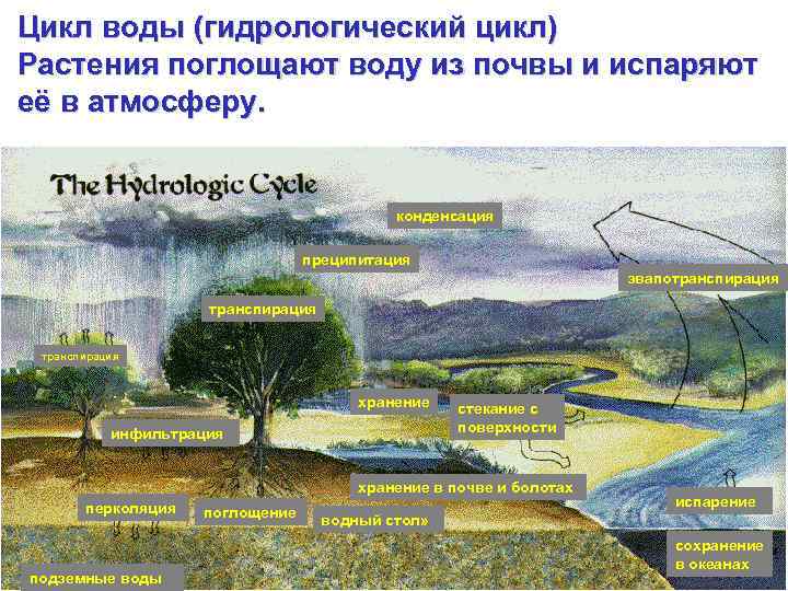 Цикл воды (гидрологический цикл) Растения поглощают воду из почвы и испаряют её в атмосферу.