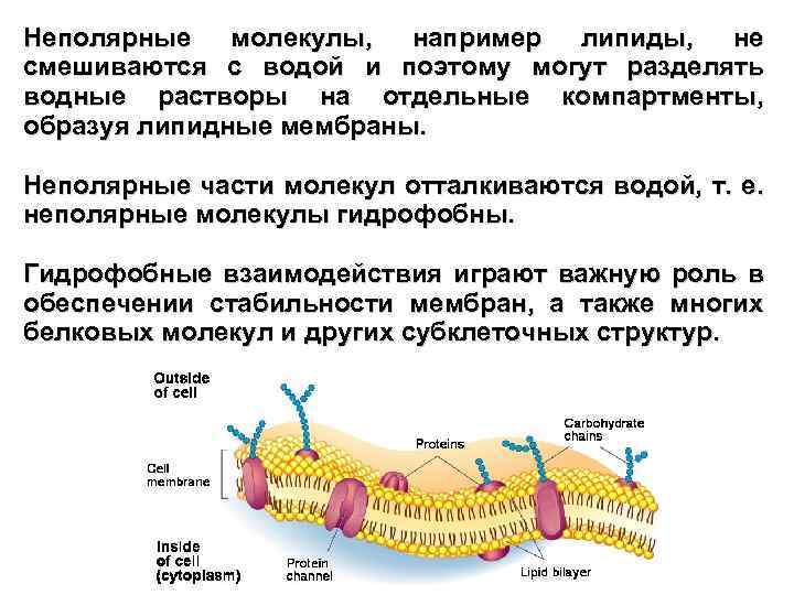 Неполярные молекулы, например липиды, не смешиваются с водой и поэтому могут разделять водные растворы
