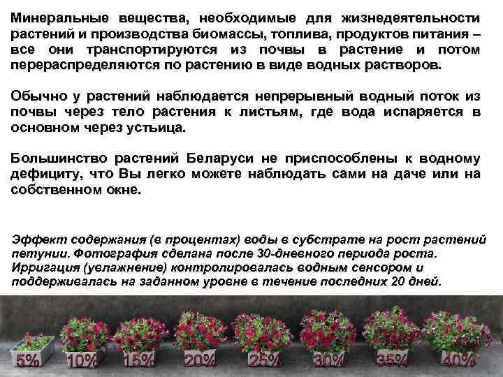 Минеральные вещества, необходимые для жизнедеятельности растений и производства биомассы, топлива, продуктов питания – все
