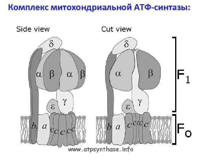 Комплекс митохондриальной АТФ-синтазы: 