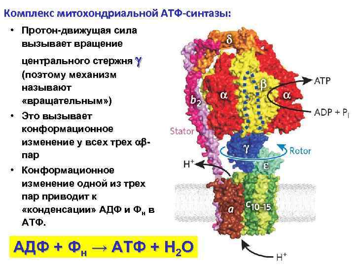 Комплекс митохондриальной АТФ-синтазы: • Протон-движущая сила вызывает вращение центрального стержня (поэтому механизм называют «вращательным»