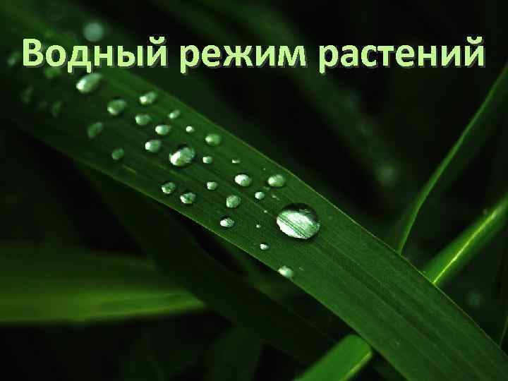 Водный режим растений 