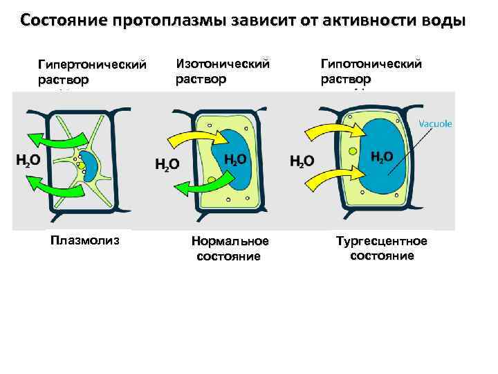 Физиологическое состояние клеток. Осмос тургор плазмолиз. Плазмолиз гипертонический раствор. Плазмолиз и деплазмолиз.