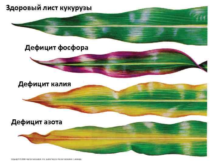 Здоровый лист кукурузы Дефицит фосфора Дефицит калия Дефицит азота 