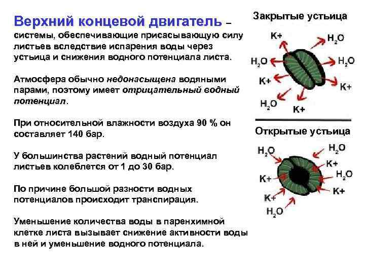 Верхний концевой двигатель – Закрытые устьица системы, обеспечивающие присасывающую силу листьев вследствие испарения воды