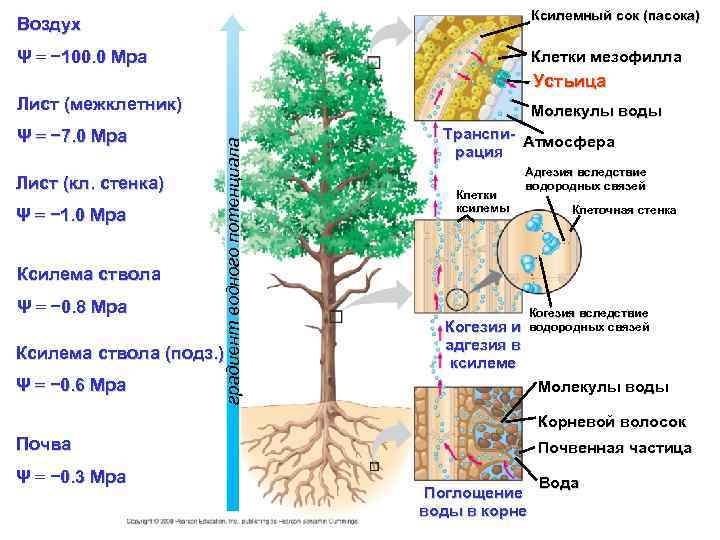 Воздух Ксилемный сок (пасока) Ψ = − 100. 0 Mpa Клетки мезофилла Устьица Лист
