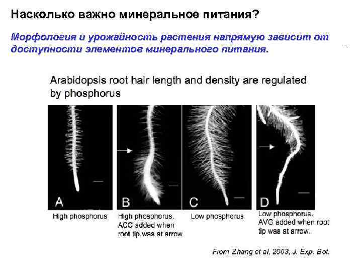Насколько важно минеральное питания? Морфология и урожайность растения напрямую зависит от доступности элементов минерального