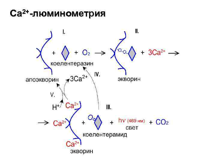 Са 2+-люминометрия 