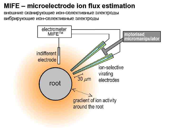 MIFE – microelectrode ion flux estimation внешние сканирующие ион-селективные электроды вибрирующие ион-селективные электроды 