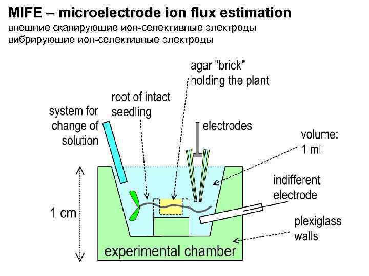 MIFE – microelectrode ion flux estimation внешние сканирующие ион-селективные электроды вибрирующие ион-селективные электроды 