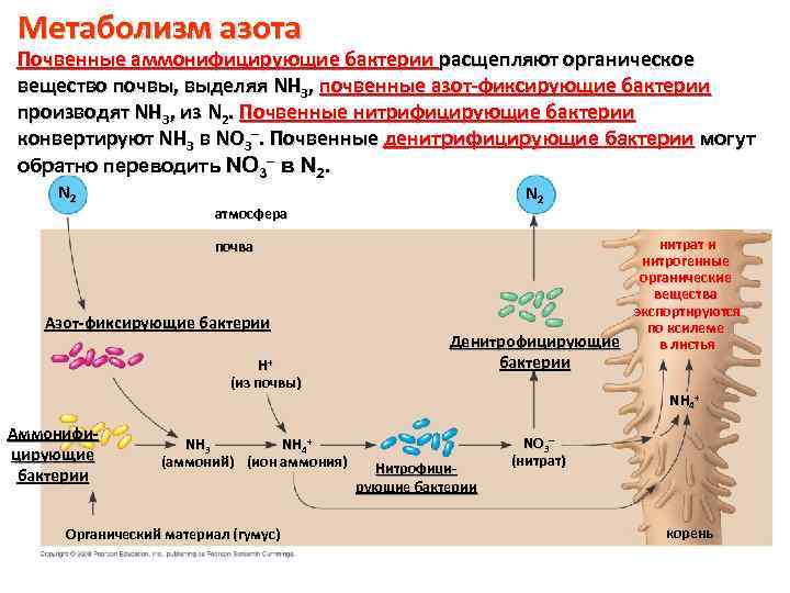 Метаболизм азота Почвенные аммонифицирующие бактерии расщепляют органическое вещество почвы, выделяя NH 3, почвенные азот-фиксирующие