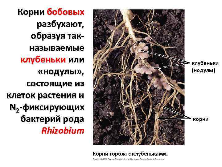 Корни бобовых разбухают, образуя такназываемые клубеньки или «нодулы» , состоящие из клеток растения и