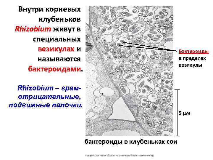 Внутри корневых клубеньков Rhizobium живут в специальных везикулах и называются бактероидами. Бактероиды в пределах