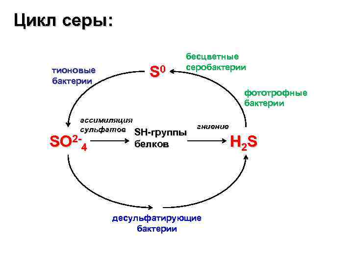 Цикл серы: тионовые бактерии S 0 бесцветные серобактерии фототрофные бактерии ассимиляция сульфатов SH-группы SO
