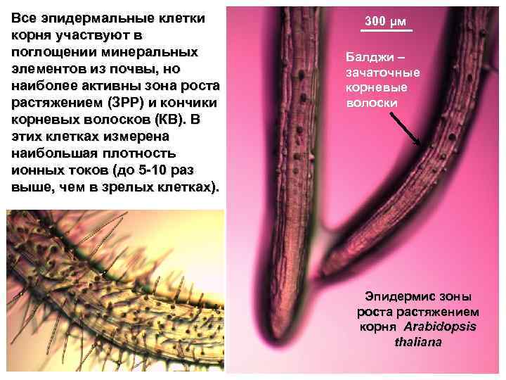 Все эпидермальные клетки корня участвуют в поглощении минеральных элементов из почвы, но наиболее активны