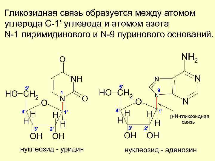 Гликозидная связь образуется между атомом углерода С-1’ углевода и атомом азота N-1 пиримидинового и