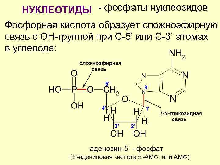 Белки нуклеотиды. Гликозидная связь в нуклеотидах. Нуклеотид 5 адениловой кислоты. Нуклеотид тимидин-5'-фосфата. Нуклеотид уридин 5 фосфат.