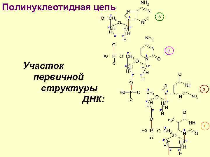 Полинуклеотидная цепь днк