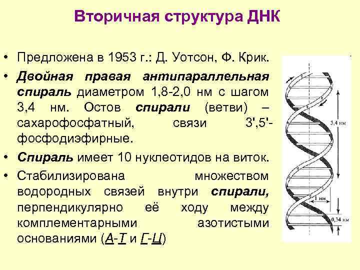 Известно что нуклеиновые кислоты антипараллельны. Вторичная структура ДНК характеризуется. Модель структуры ДНК Уотсона-крика. Вторичная структура ДНК связи. Строение вторичной структуры ДНК.