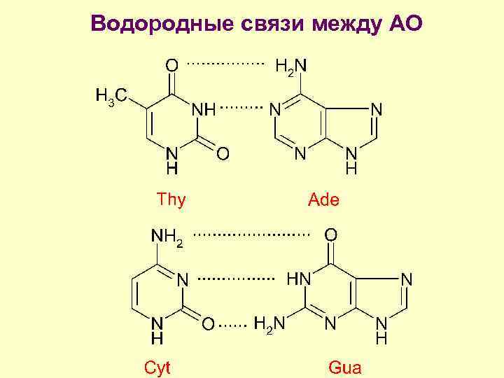 Водородные связи между. Водородная связь в нуклеиновых кислотах. Водородная связь в белках и нуклеиновых кислотах. Роль водородной связи в нуклеиновых кислотах. Функции водородных связей в нуклеиновых кислотах.