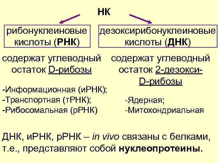 НК рибонуклеиновые кислоты (РНК) дезоксирибонуклеиновые кислоты (ДНК) содержат углеводный остаток D-рибозы -Информационная (и. РНК);