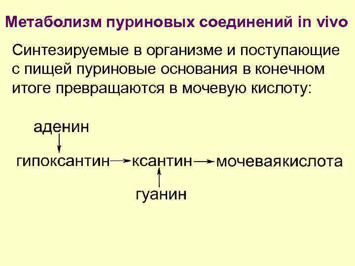 Метаболизм пуриновых соединений in vivo Синтезируемые в организме и поступающие с пищей пуриновые основания