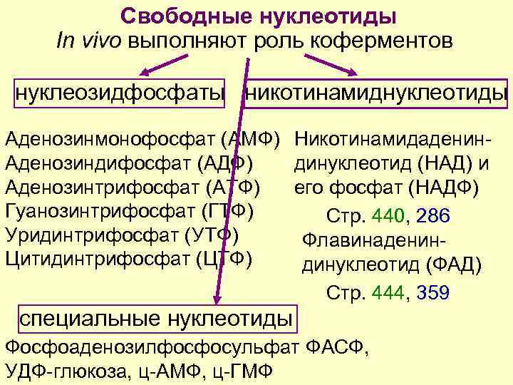 Свободные нуклеотиды. Аденозинтрифосфат гуанозинтрифосфат. Функции АТФ биохимия. Функции УТФ биохимия. Функции нуклеотидов биохимия.