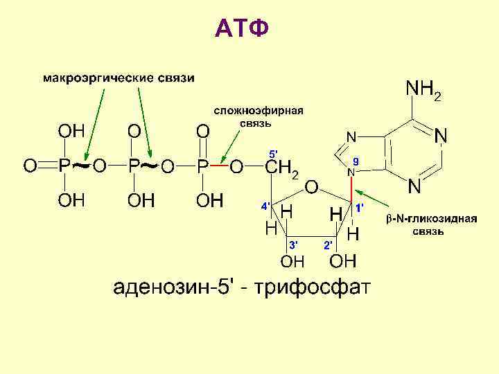 Макроэргические соединения. Типы связей в АТФ. Структура АТФ гликозидная связь. Макроэргические связи в Аты. Строение АТФ макроэргические связи.