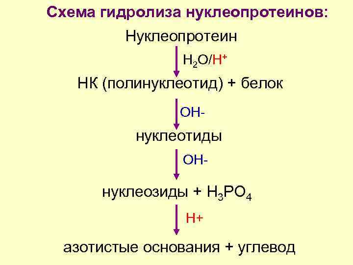 Схема гидролиза нуклеопротеинов: Нуклеопротеин Н 2 О/Н+ НК (полинуклеотид) + белок ОН- нуклеотиды ОН-