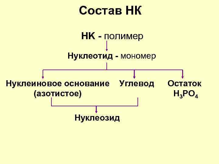 Состав НК HK - полимер Нуклеотид - мономер Нуклеиновое основание (азотистое) Углевод Нуклеозид Остаток
