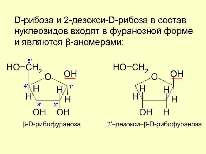 D-рибоза и 2 -дезокси-D-рибоза в состав нуклеозидов входят в фуранозной форме и являются β-аномерами:
