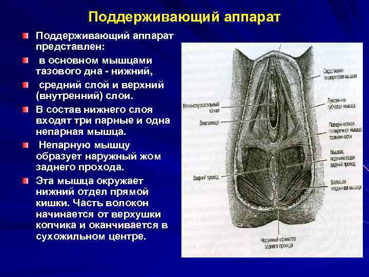 Поддерживающий аппарат представлен: в основном мышцами тазового дна - нижний, средний слой и верхний