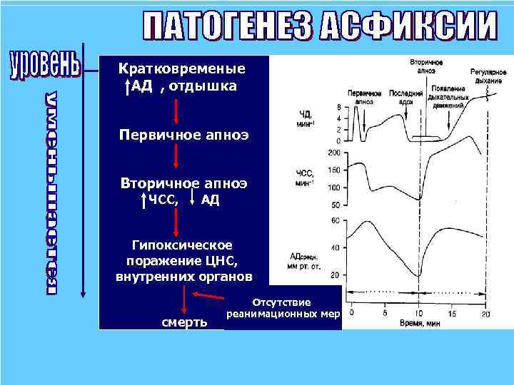 Кратковременые АД , отдышка Первичное апноэ Вторичное апноэ ЧСС, АД Гипоксическое поражение ЦНС, внутренних