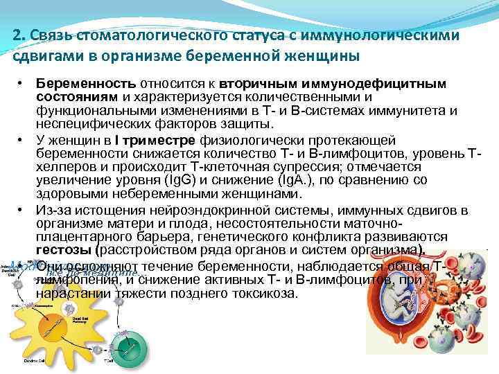 2. Связь стоматологического статуса с иммунологическими сдвигами в организме беременной женщины • Беременность относится