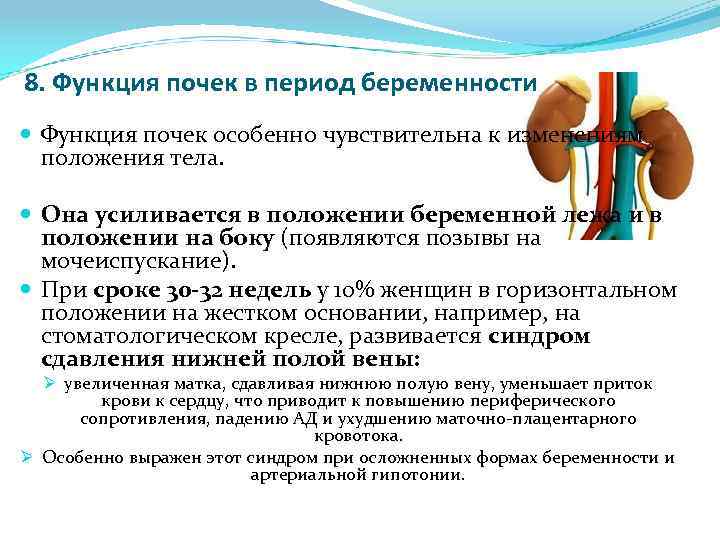 8. Функция почек в период беременности Функция почек особенно чувствительна к изменениям положения тела.