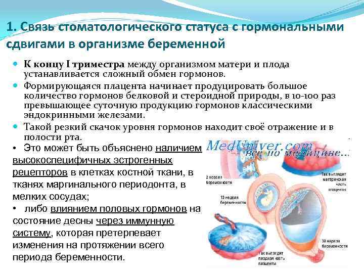 1. Связь стоматологического статуса с гормональными сдвигами в организме беременной К концу I триместра